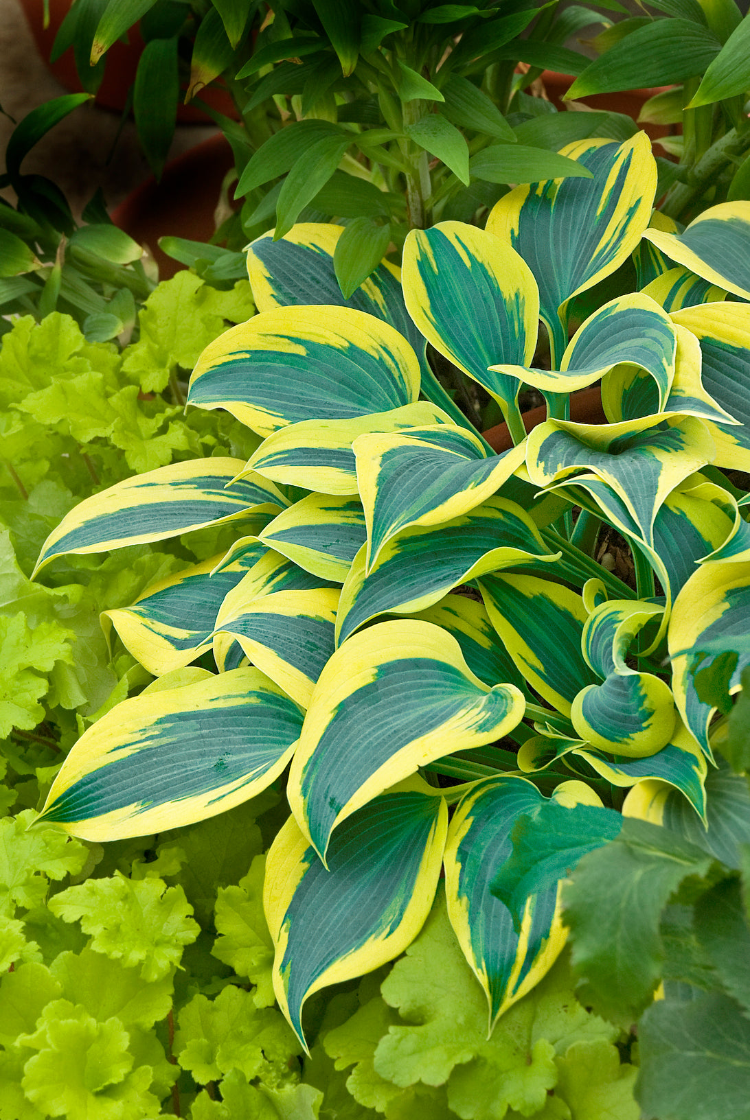 Variegated green and yellow leaves of a plant with a blurred green background