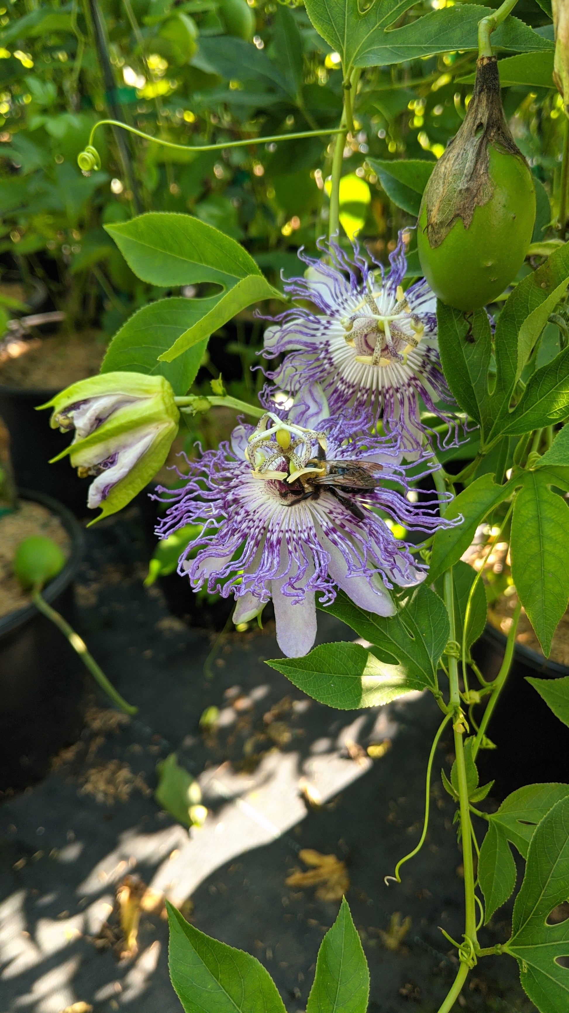 View of the passionflower vine climbing and showing multiple purple and white flowers at different angles