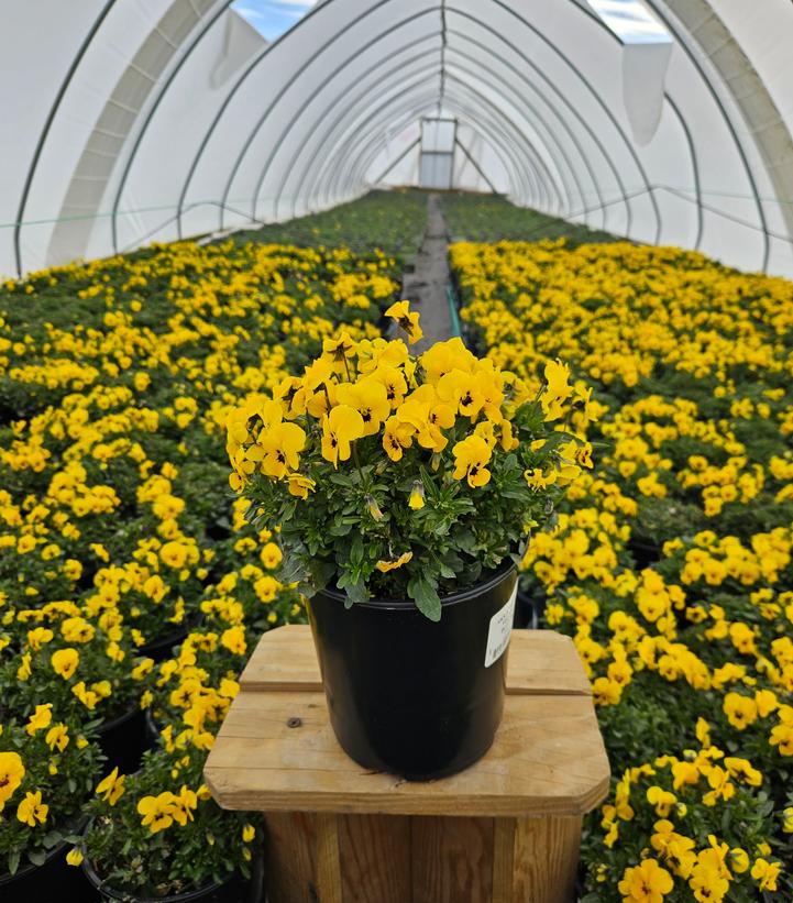 Viola Penny™ Yellow Blotch