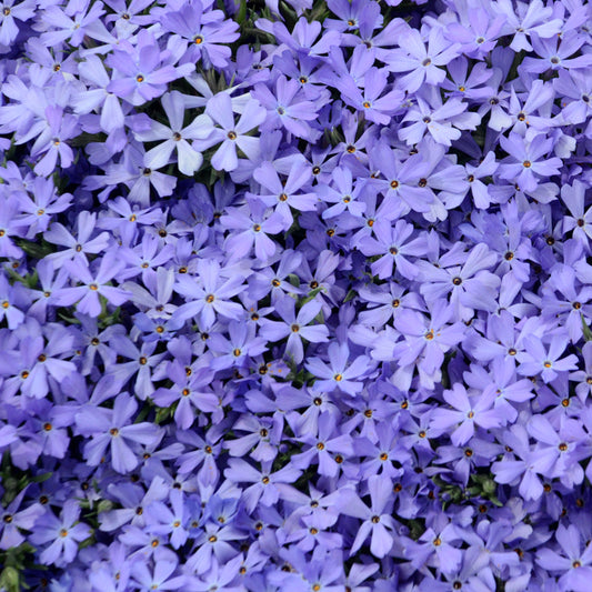 Violet Pinwheels Creeping Phlox covered in blooms