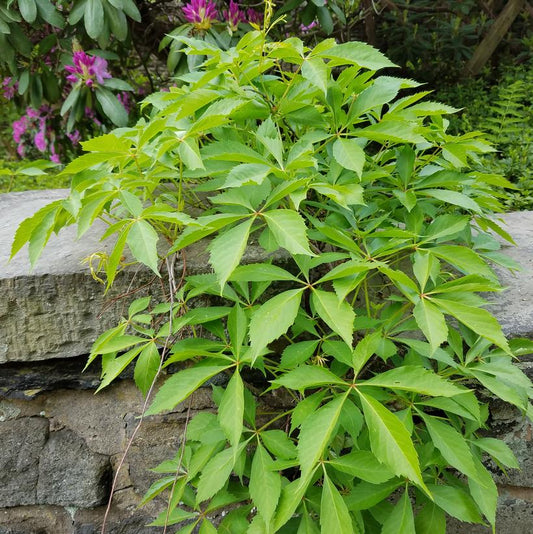 Virginia Creeper plant with green foliage climbing on a stone wall.