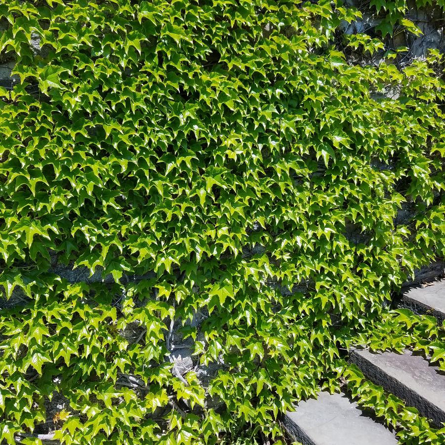 Virginia Creeper vine trailing on trellis