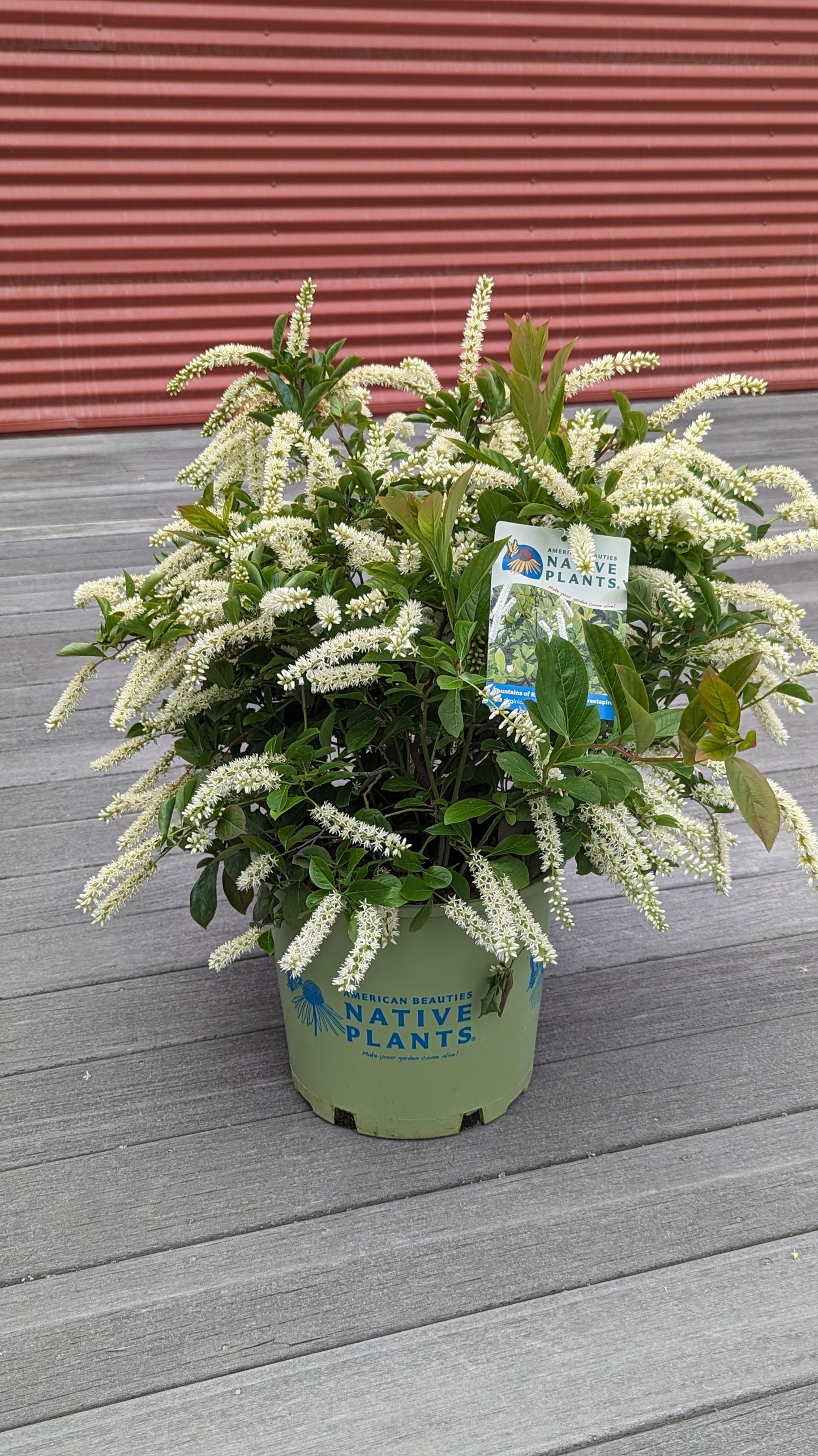 Virginia Sweetspire flowering in the pot with plant tags