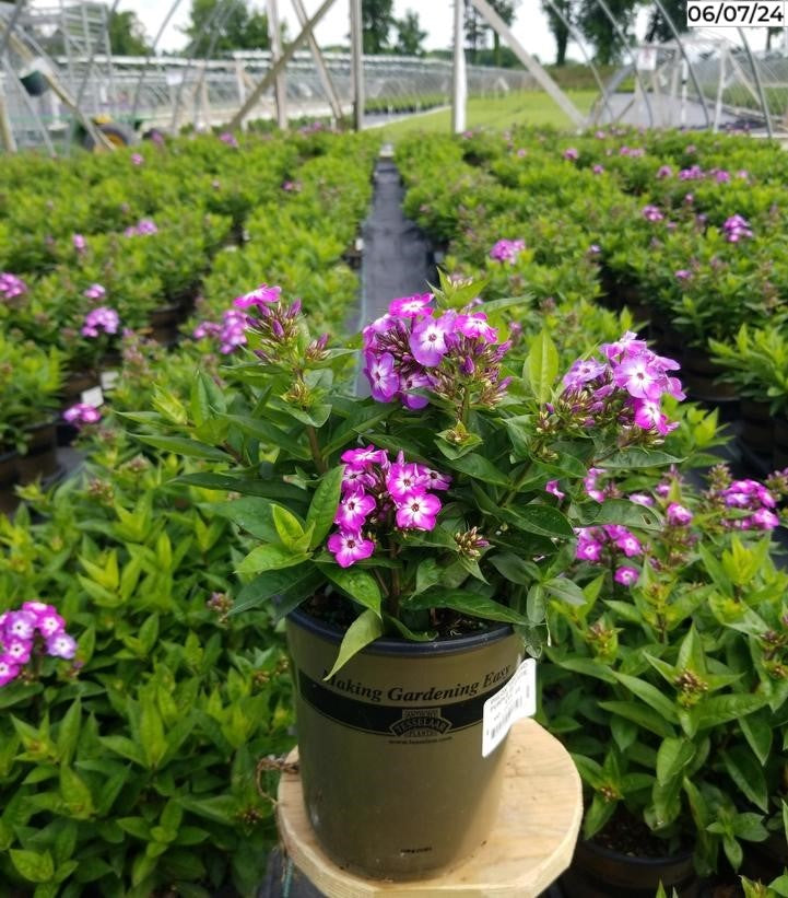 Volcano Phlox flowering perennial in container with vibrant purple petals and white centers