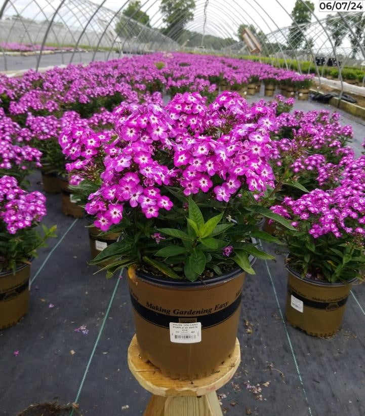 Volcano White Garden Phlox - Thumbnail 4