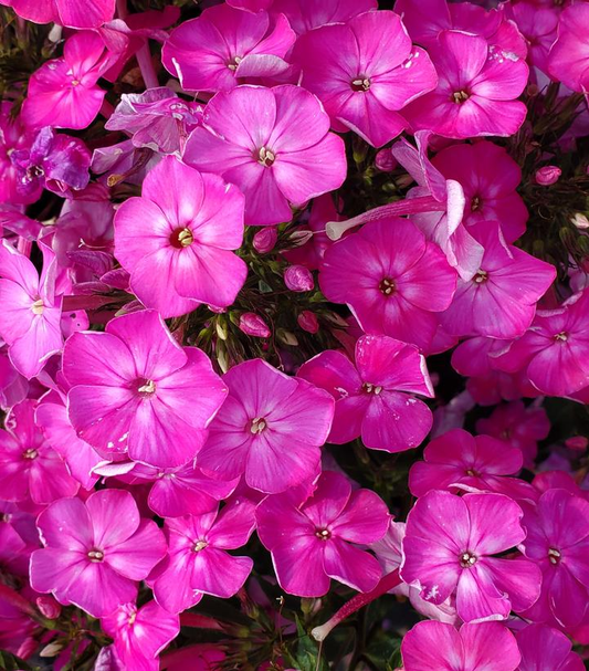 Volcano® Pink Garden Phlox covered in blooms