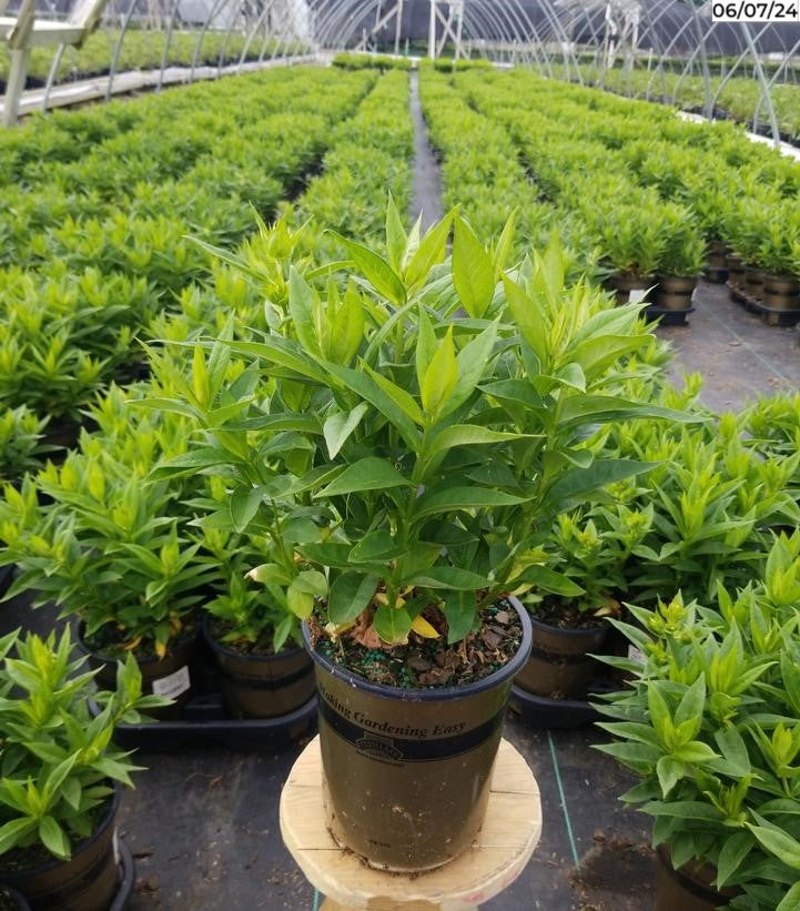 Volcano® Soft Pink with Dark Eye Garden Phlox bushy leaves in nursery