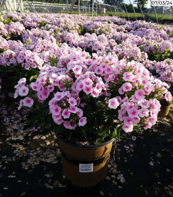 Volcano® Soft Pink with Dark Eye Garden Phlox covered in blooms
