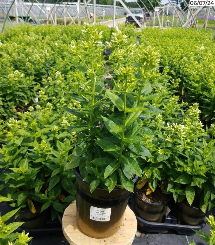 Volcano White Garden Phlox - Thumbnail 3