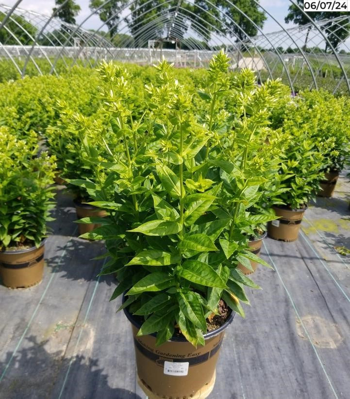 Volcano White Garden Phlox showing plant height and structure