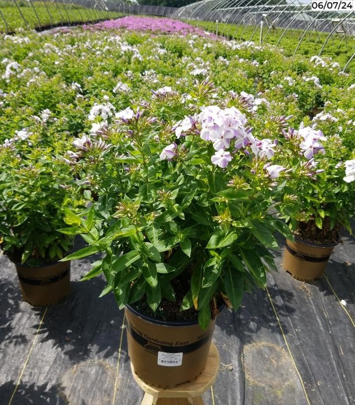Volcano phlox blooms in garden setting with green foliage