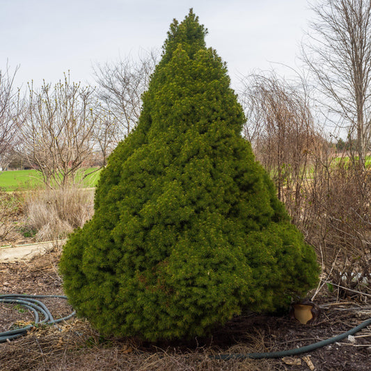 Dwarf Alberta Spruce