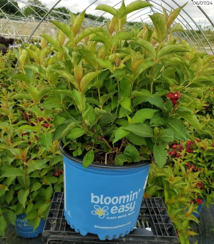 Weigela Date Night Maroon Swoon shrub in container with deep red flowers
