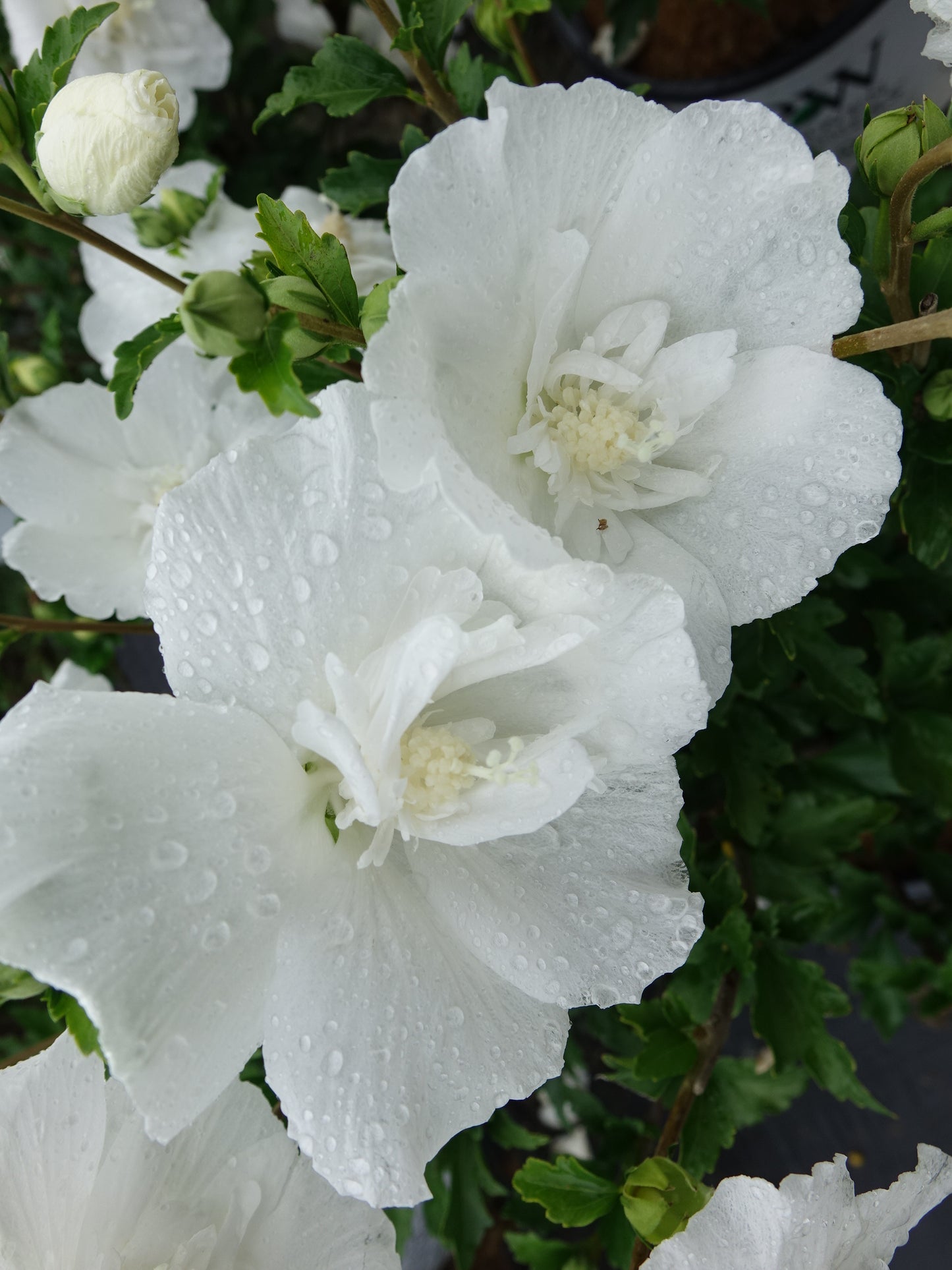 White Chiffon® Rose of Sharon flower close up
