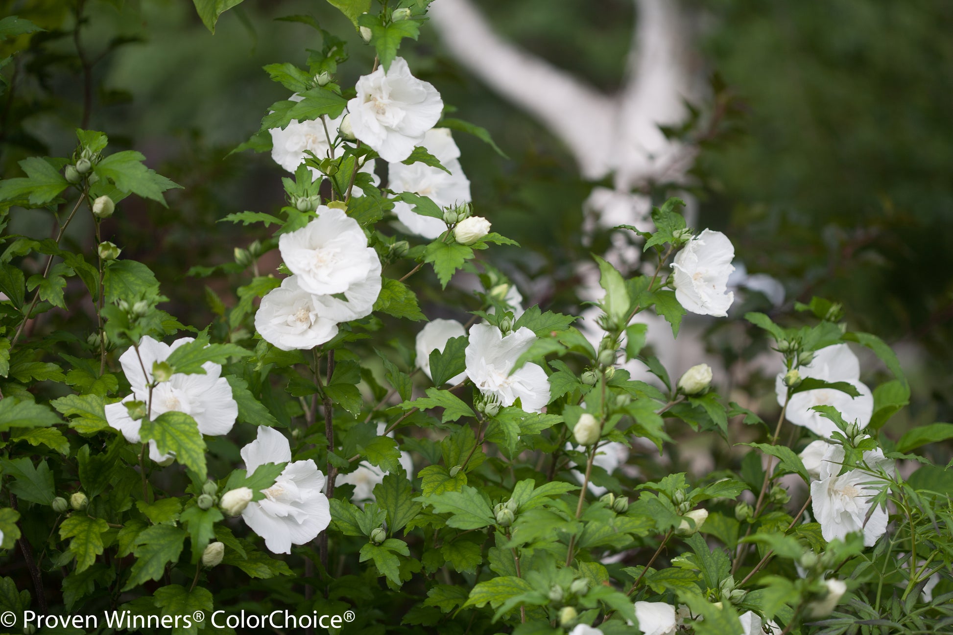 White Chiffon® Rose of Sharon flowering in the garden