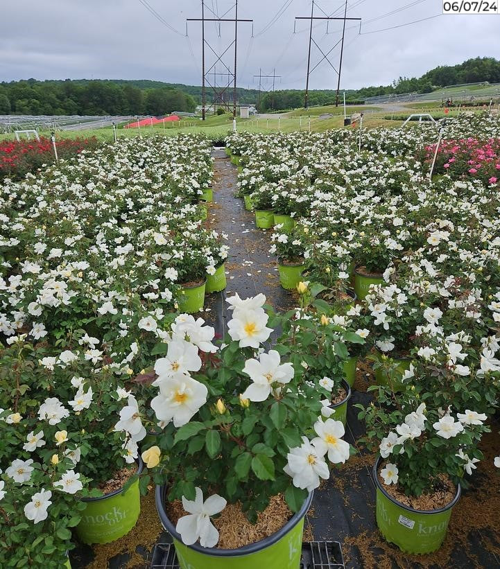 White Knock Out® Rose full of blooms
