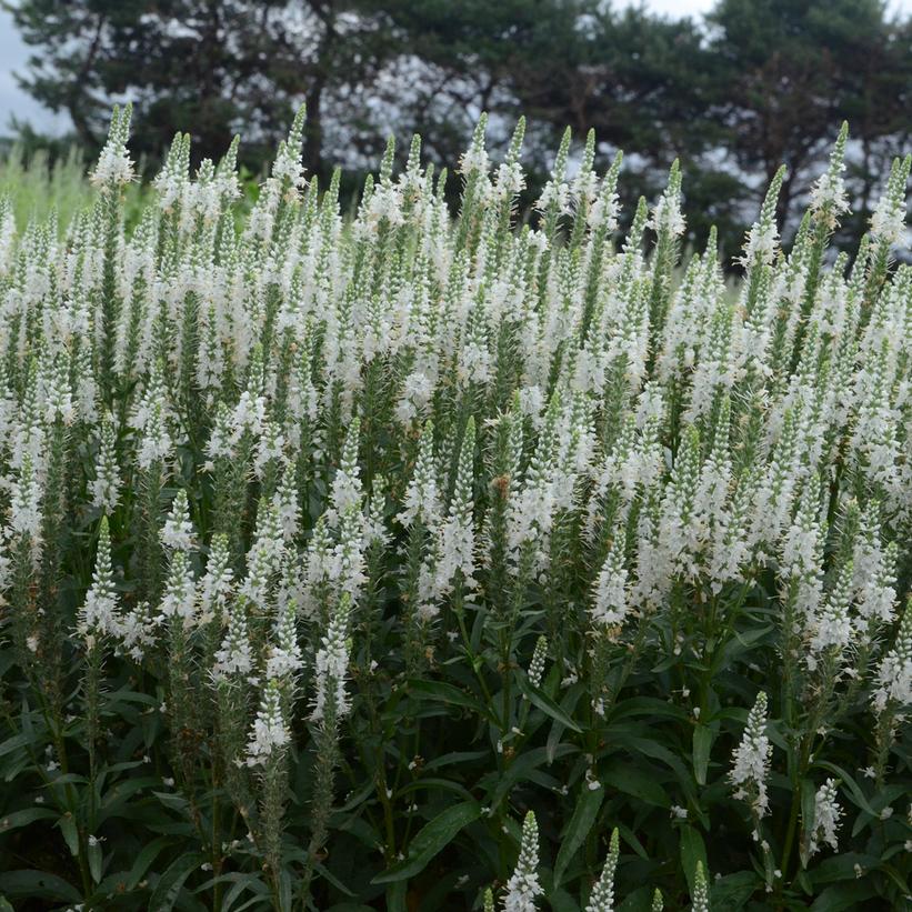 White Wands Spike Speedwell flowering in the garden