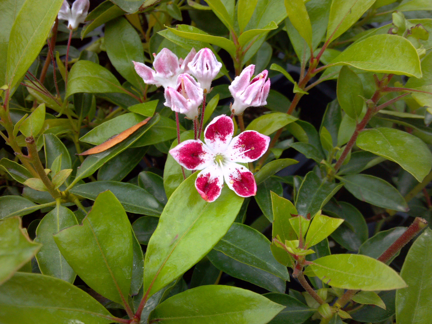 White and pink flowers with green leaves