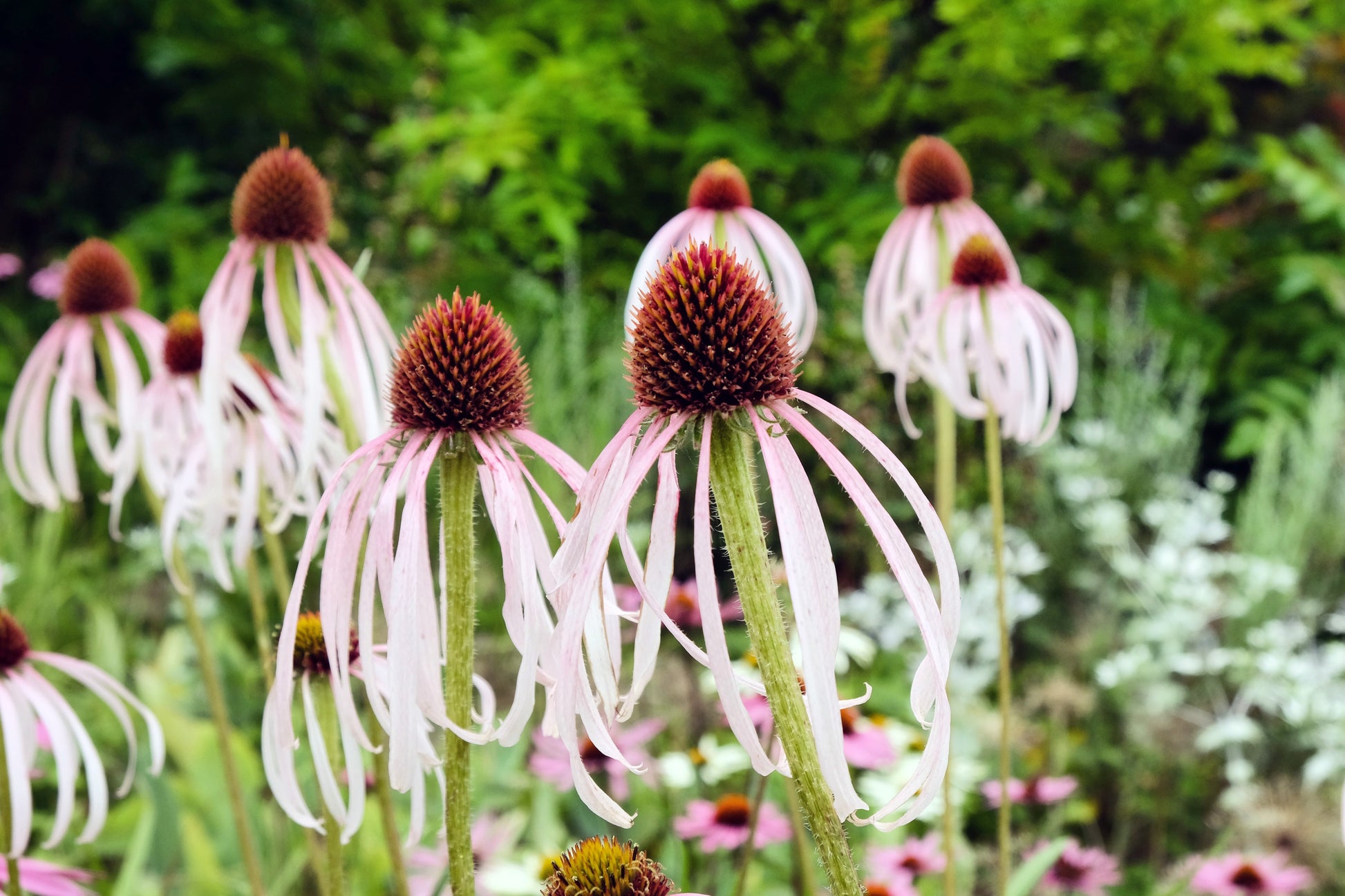 White coneflowers with brown centers in a garden setting