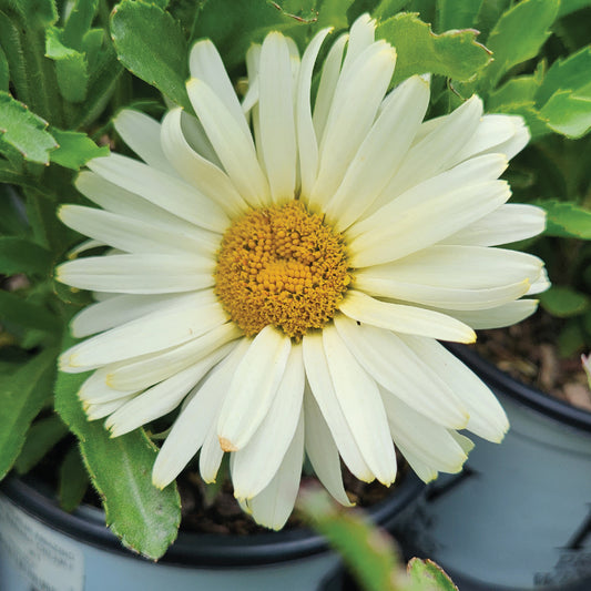White daisy flower with a yellow center in a pot
