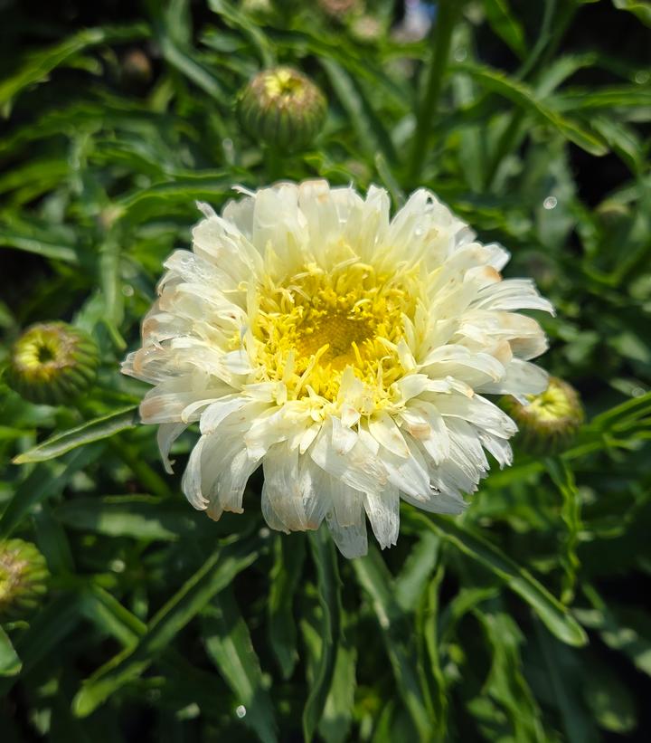 White flower with a yellow center on a green leafy background