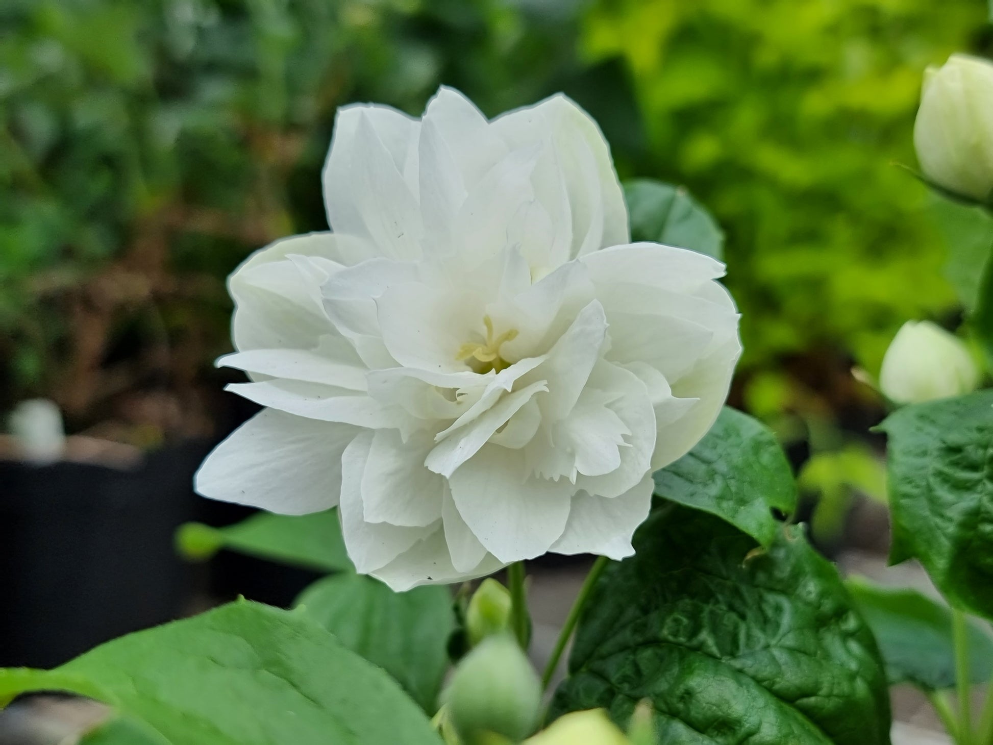 White flower with green leaves in a natural setting
