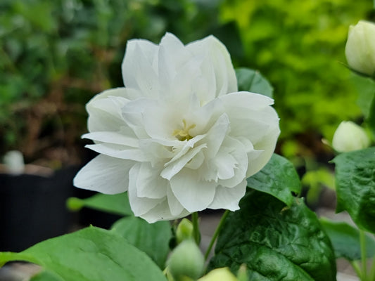 White flower with green leaves in a natural setting