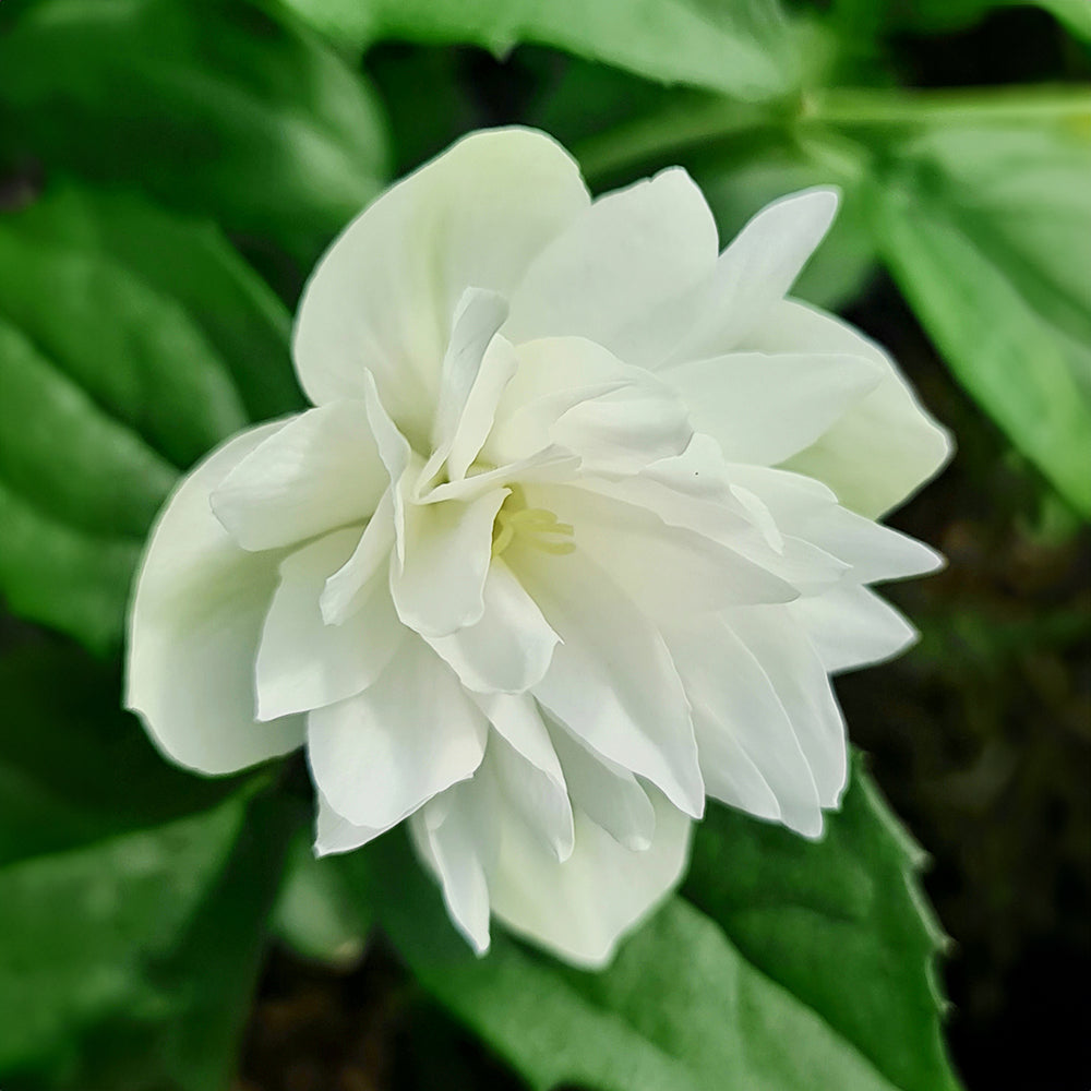 White flower with green leaves in the background