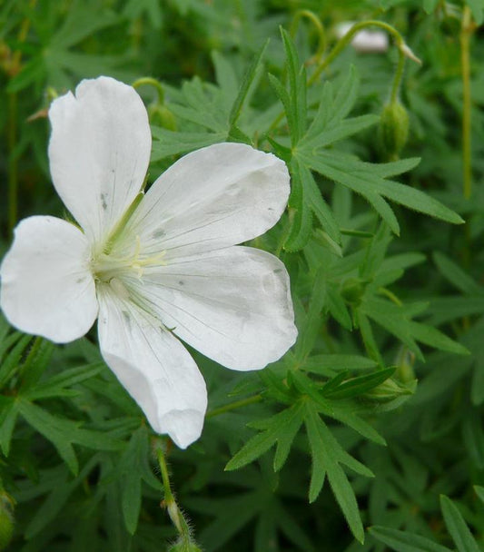 White flower with green leaves on a blurred natural background