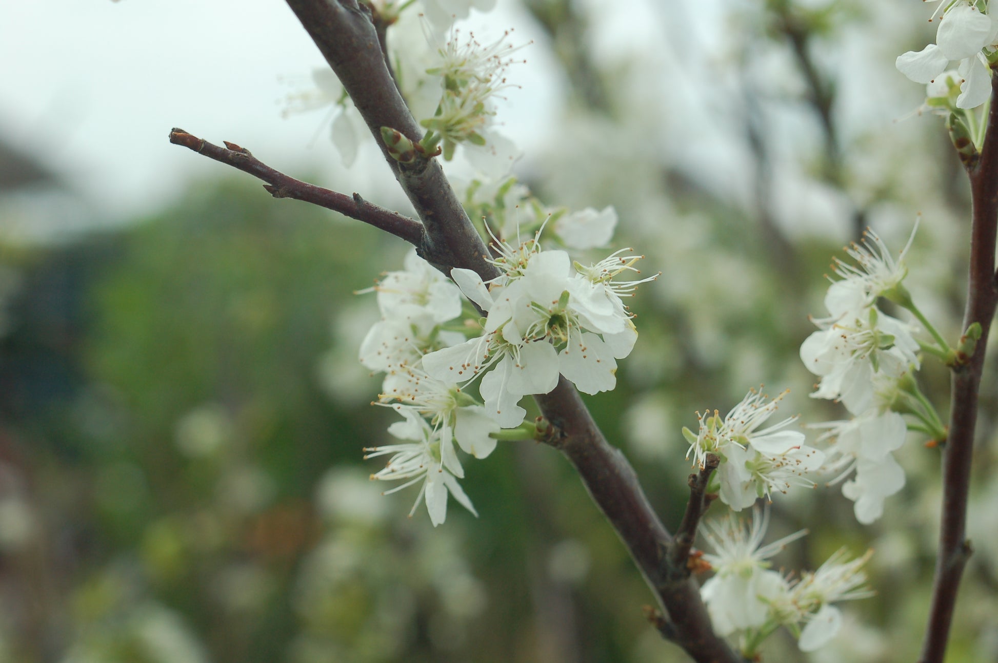 White flowers on a branch with a blurred green background