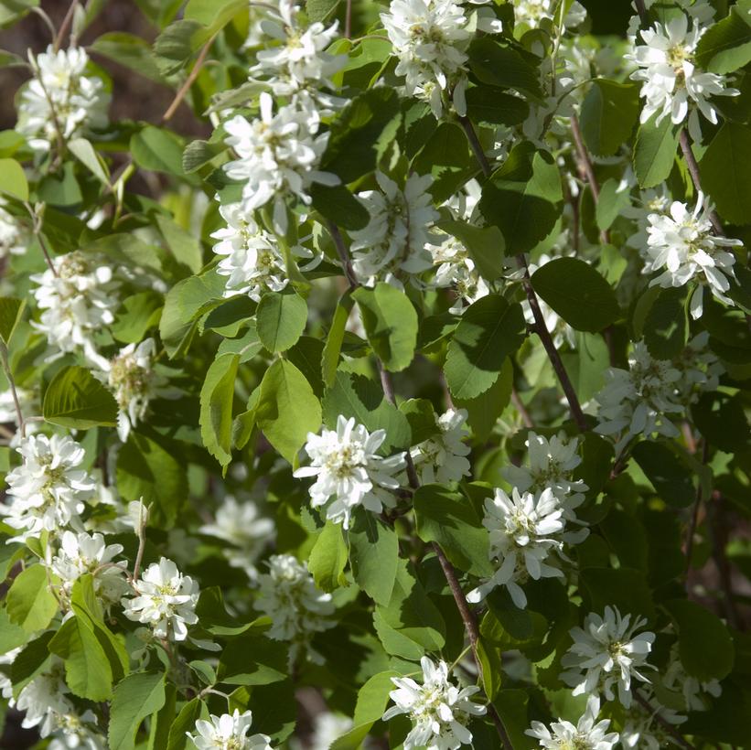 White flowers on a serviceberry bush