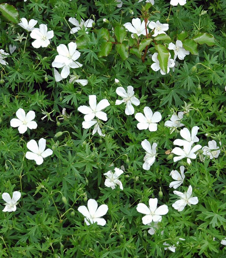 White flowers with green leaves on a natural background