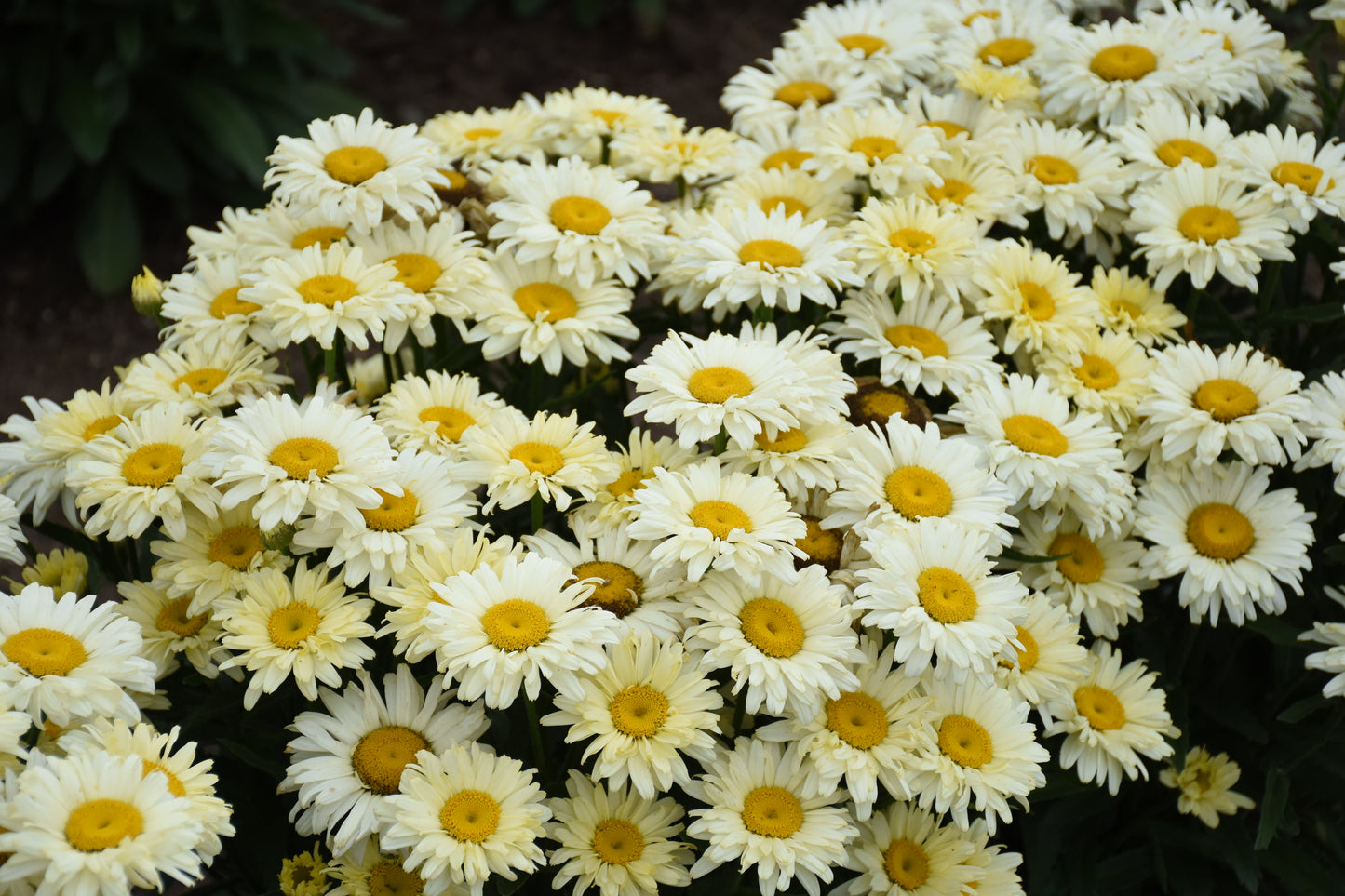 White flowers with yellow centers on a dark background