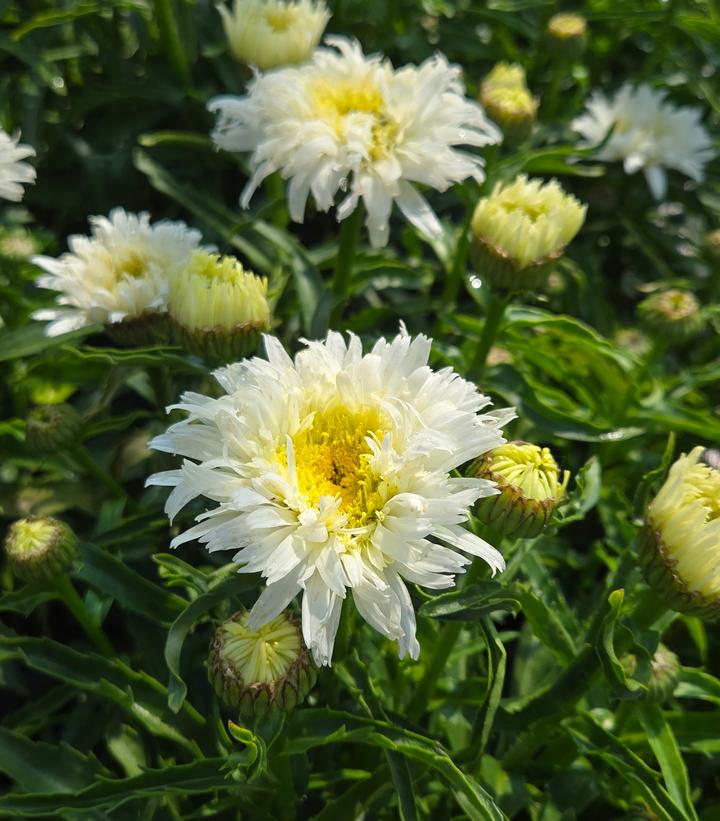 White flowers with yellow centers on a green plant background
