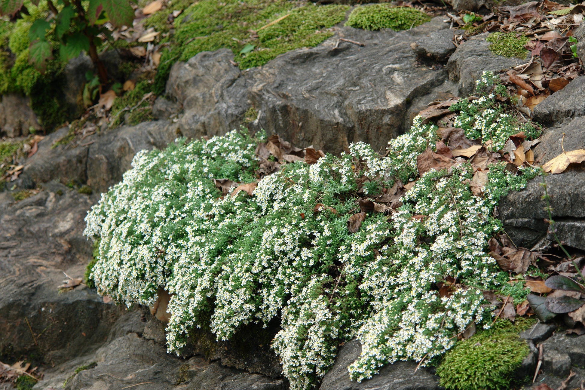 White heath aster plants with daisy-like blooms in an outdoor setting with rocks and greenery.