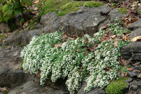 White heath aster plants with daisy-like blooms in an outdoor setting with rocks and greenery.