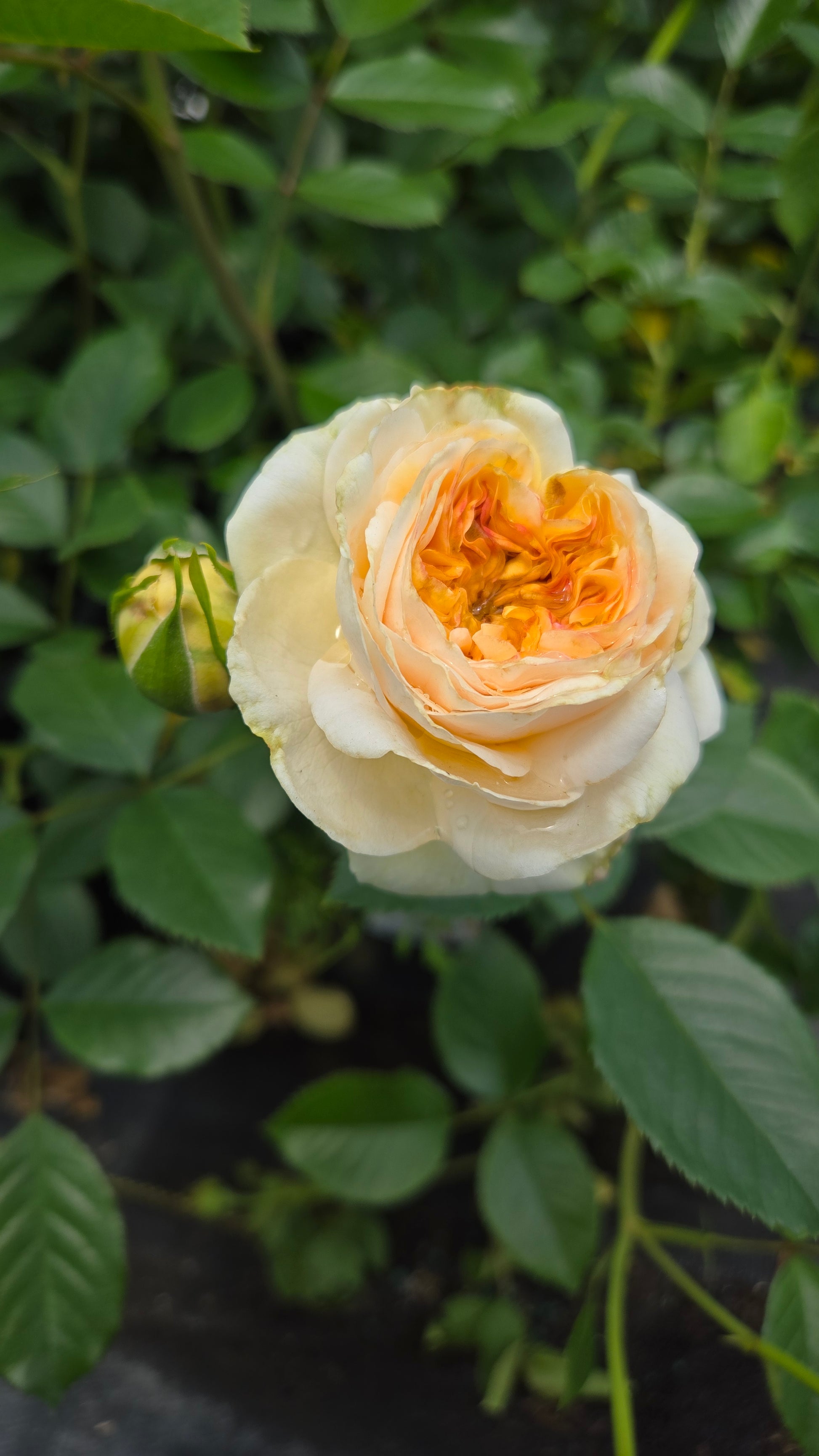 White rose with orange center surrounded by green leaves