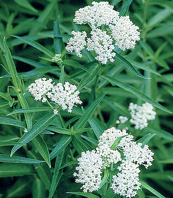 White shades of Swamp Milkweed with deeply green, lance-like leaves and fragrant white blooms.