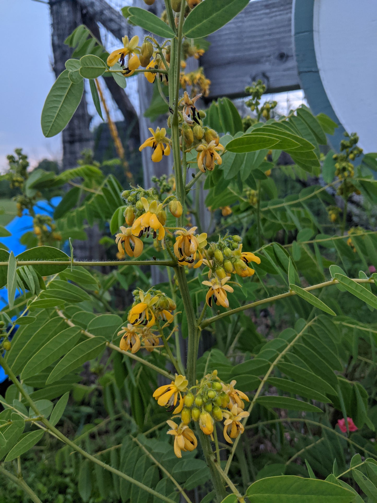Wild Senna bright yellow flowers close‑up