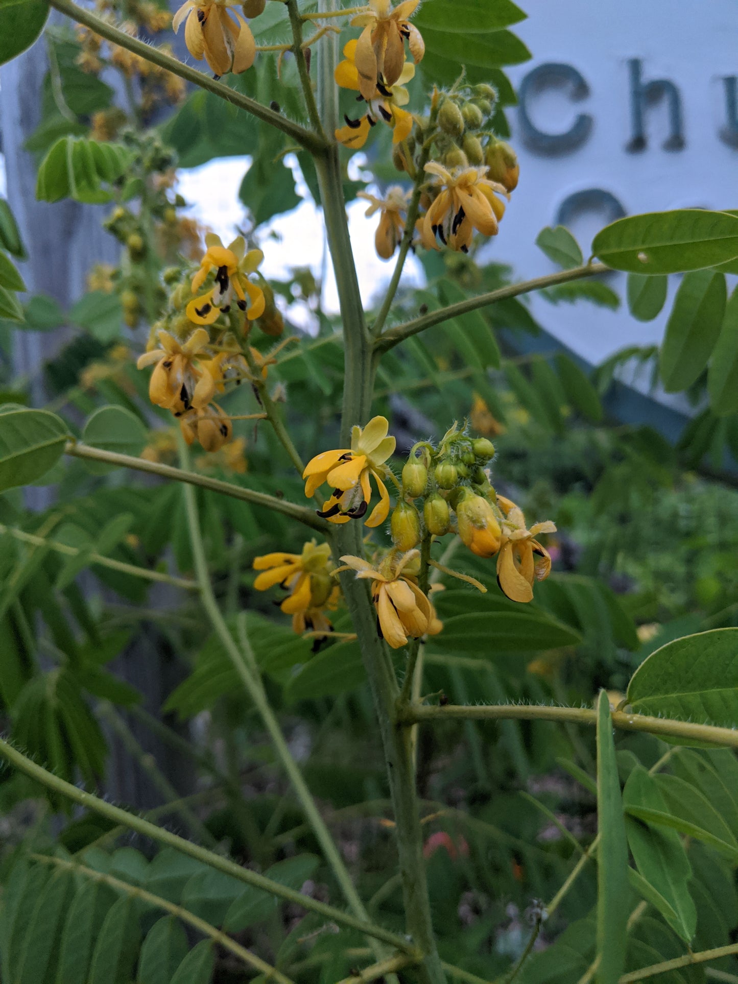 Wild Senna close‑up of seed pods forming after bloom
