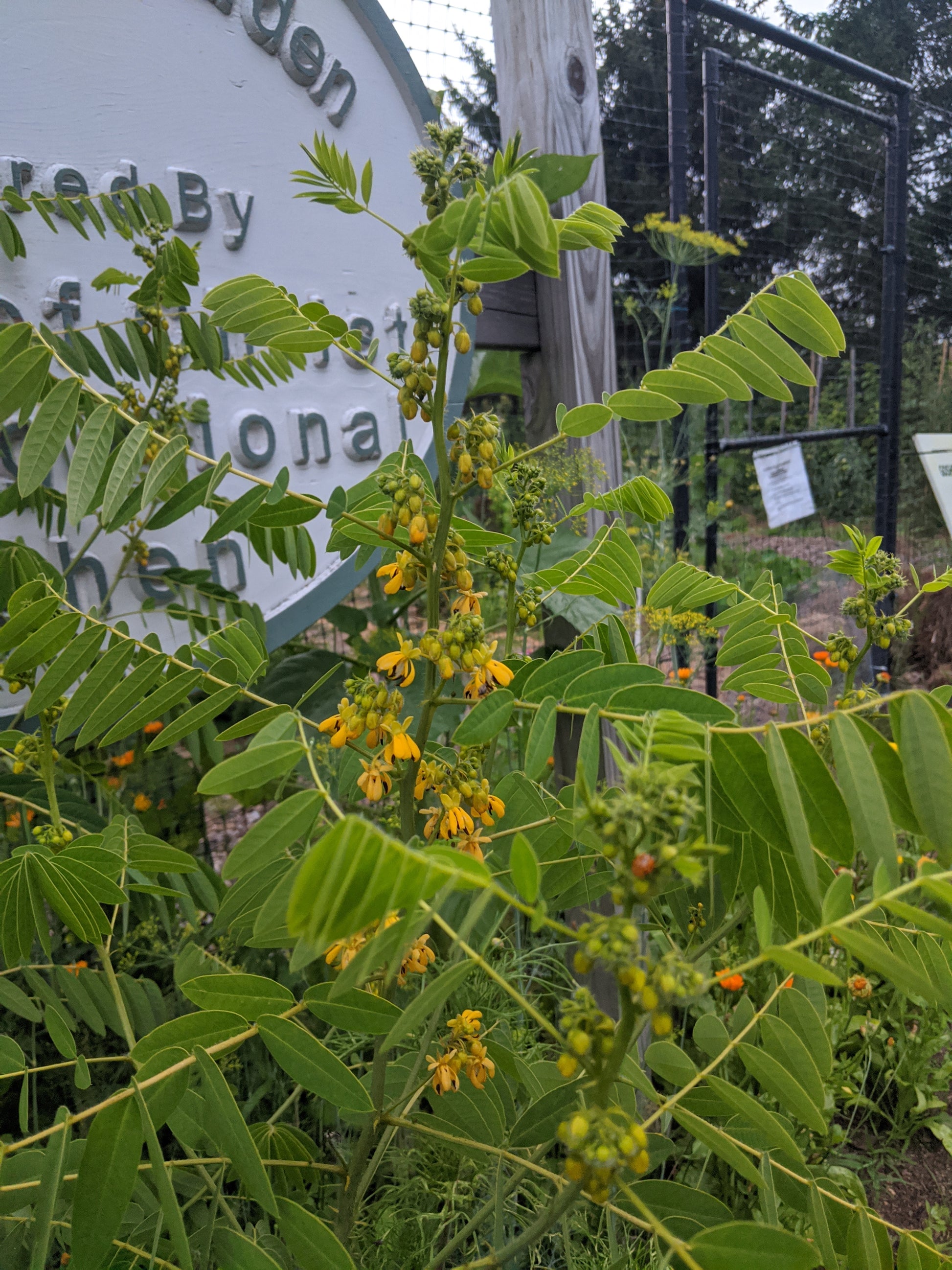 Wild Senna full plant showing stems, leaves, and flowers