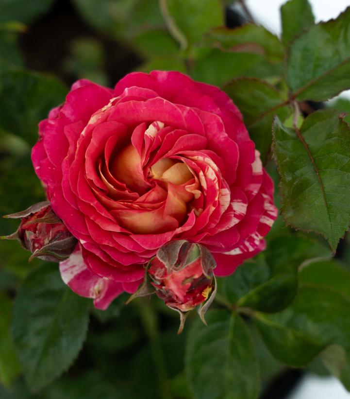 Winning Streak™ floribunda rose