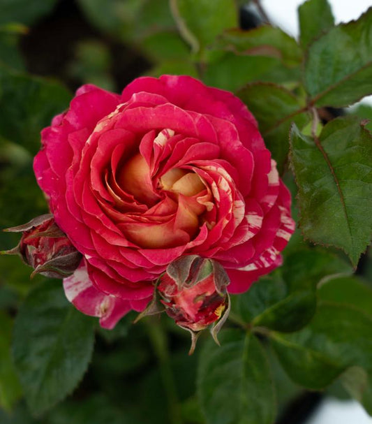 Winning Streak™ floribunda rose