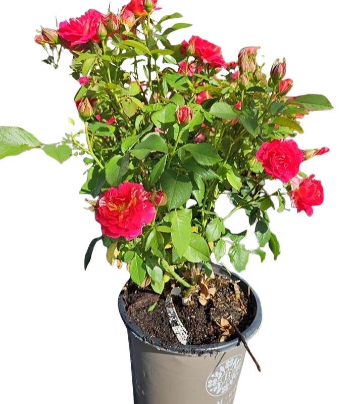 Winning Streak™ floribunda rose
