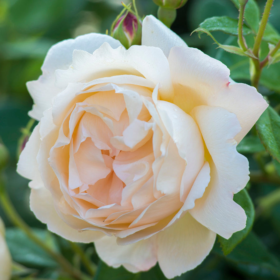 Wollerton Old Hall English Climbing Rose