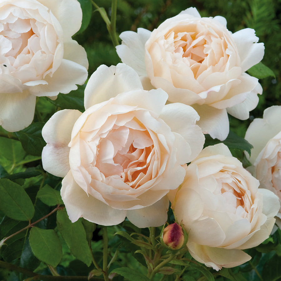 Wollerton Old Hall English Climbing Rose flower close up