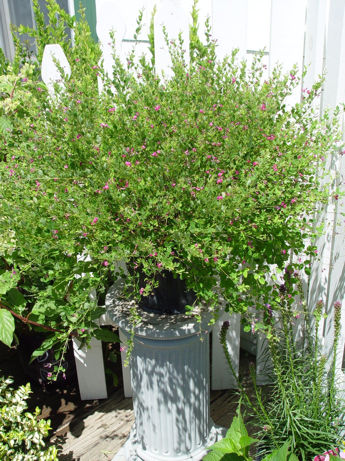 Yakushima Bush Clover flowering in pot