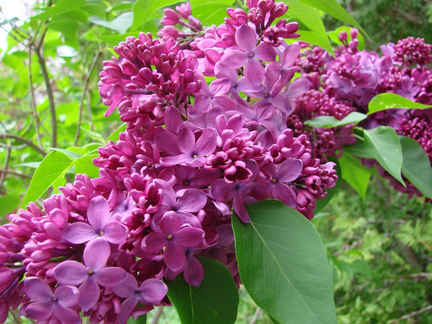 Yankee Doodle Lilac flower close up