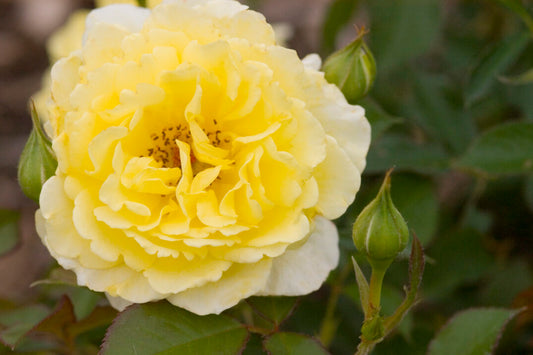 Yellow Submarine Rose