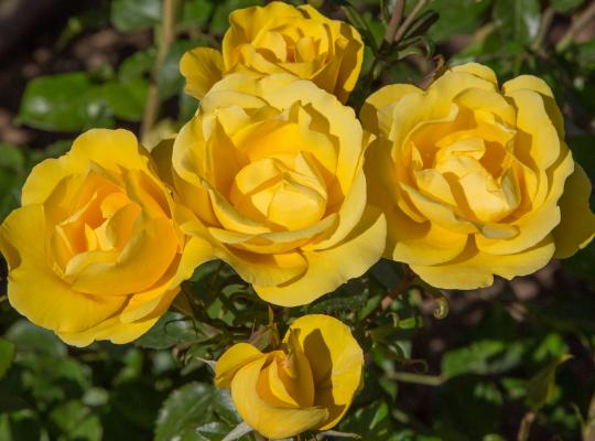 Yellow floribunda rose flowers with dark green glossy foliage